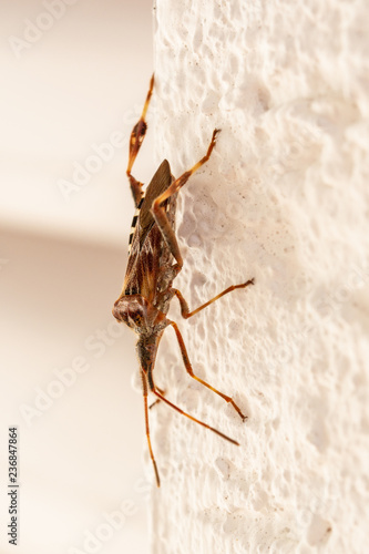 Amerikanische Kiefern- oder Zapfenwanze (Leptoglossus occidentalis) gehört zur Familie der Randwanzen photo