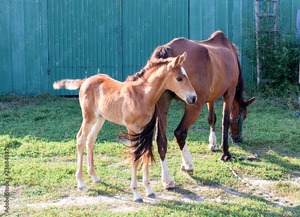 Fototapeta premium Little horse foal and its mother feed at farm