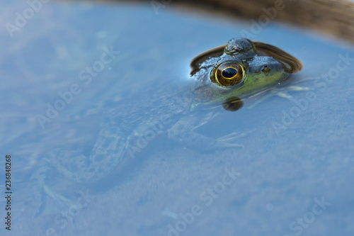 Wild frog in Acadia National Park in Maine.