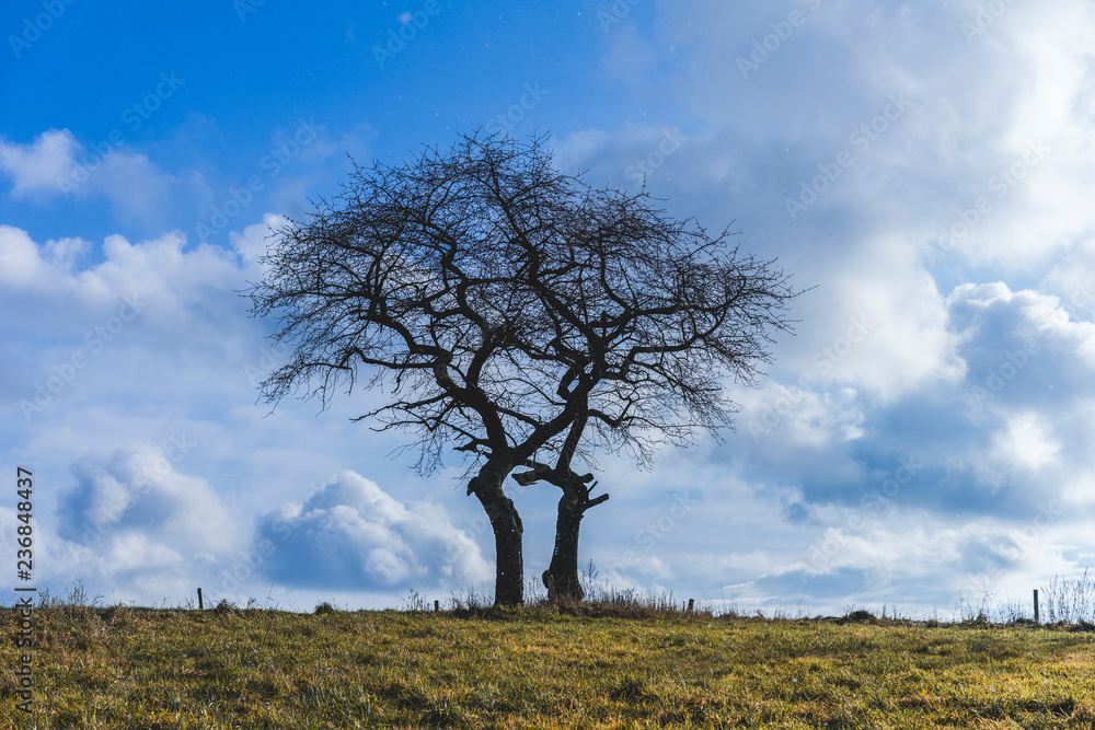 Two trees on a horizon hugging each other. Blue sky with white clouds. Silhouette of a tree on a horizon, yellow and green autumn grass. Romantic spot and view of two trees in a roling hills landscape Two trees on a horizon hugging each other. Blue sky with white clouds. Silhouette of a tree on a horizon, yellow and green autumn grass. Romantic spot and view of two trees in a roling hills landscape