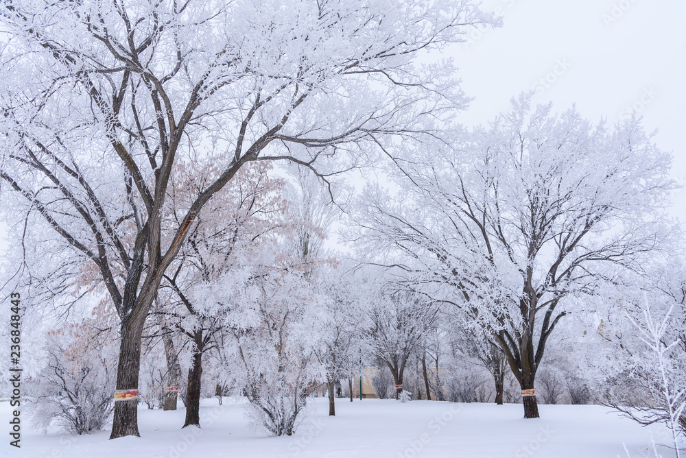 winter landscape with frosted trees in park winter landscape with frosted trees in park