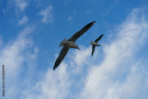 Two seagulls flying in the sky © Yury and Tanya