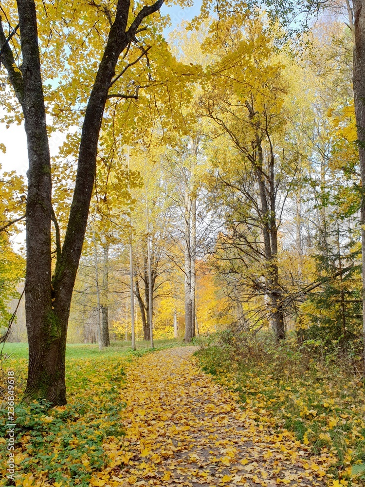 Autumn in a park trail
