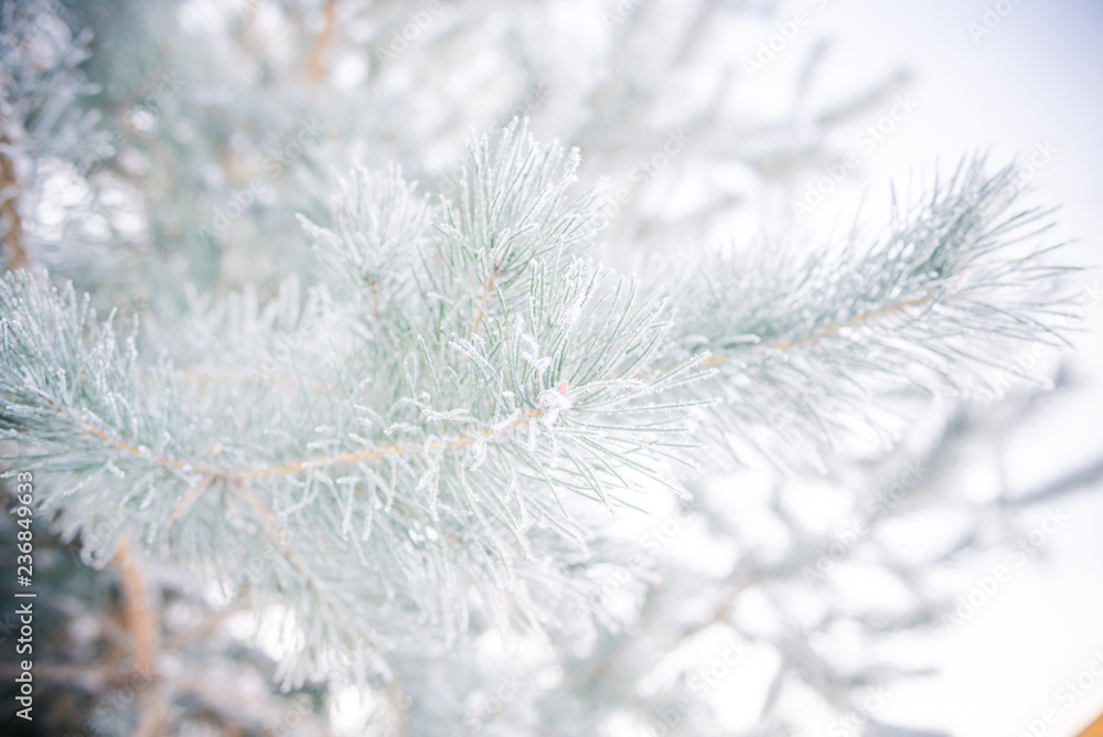 snow covered fir branches snow covered fir branches
