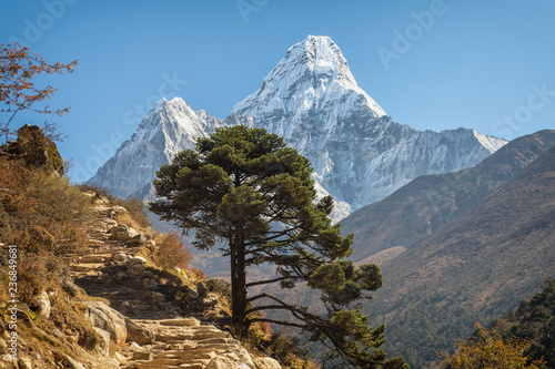 Bild auf Leinwand Single tree on the background Ama Dablam mountain, Himalayas, Everest region, Ne