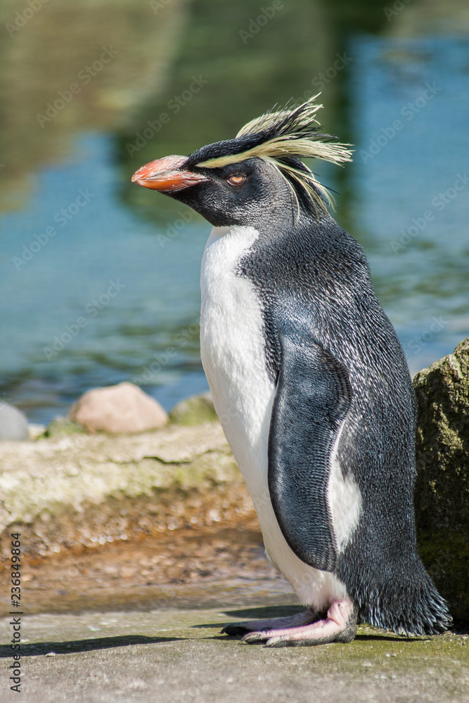 Fototapeta premium Macaroni penguin