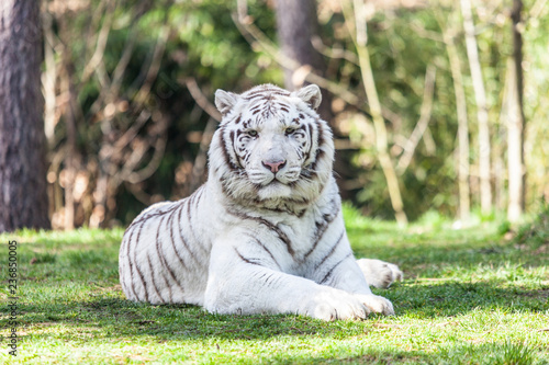 tigre blanc
