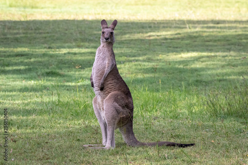 Eastern Grey Kangaroo photo