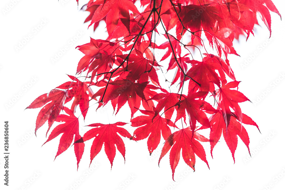 Red autumn leaves, artistic abstract background. Autumn theme, red leaf in detail and blurred background. Red autumn leaves, artistic abstract background. Autumn theme, red leaf in detail and blurred background.