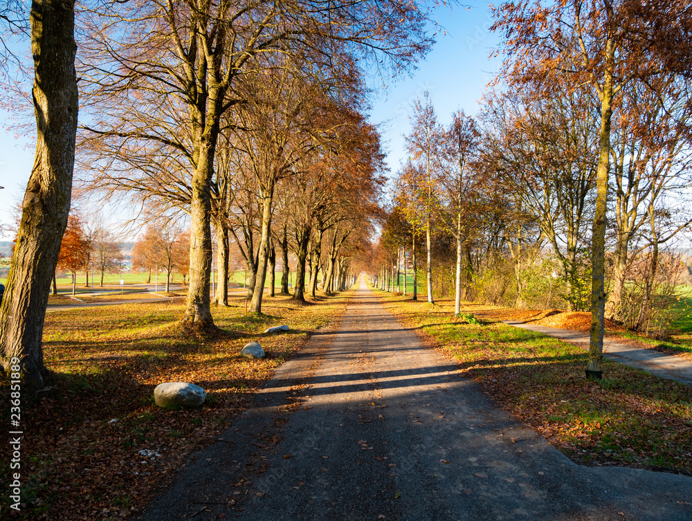 Image of autumn avenue with leaves and sun shine
