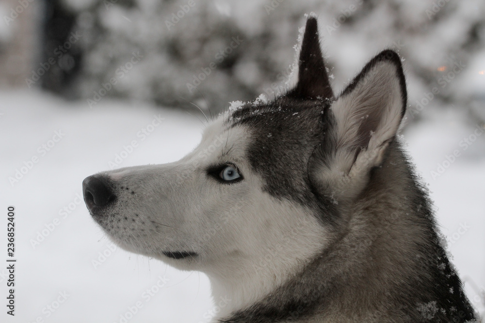 Siberian Huskies outside in Canada during winter 