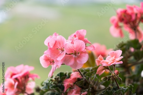 Fototapeta Naklejka Na Ścianę i Meble -  Pink flower. Slovakia