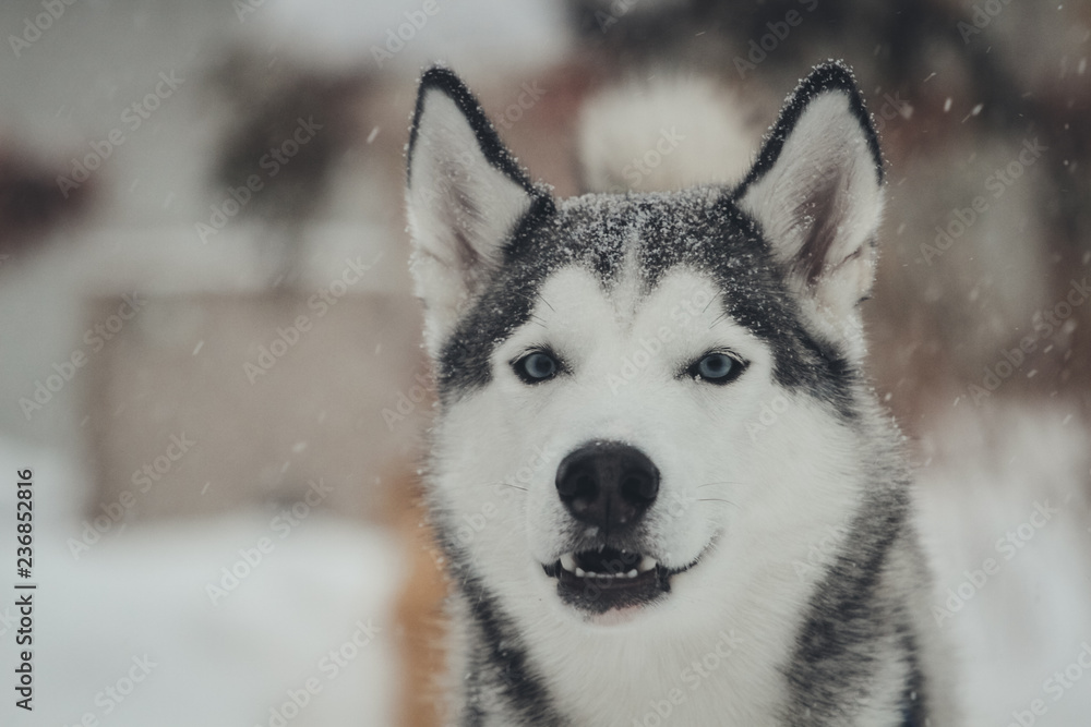Siberian Huskies outside in Canada during winter Siberian Huskies outside in Canada during winter