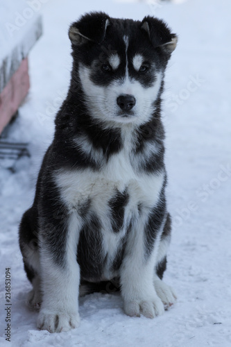 Siberian Huskies outside in Canada during winter 