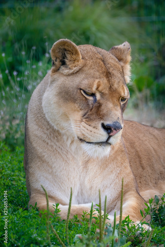 Lioness laying down
