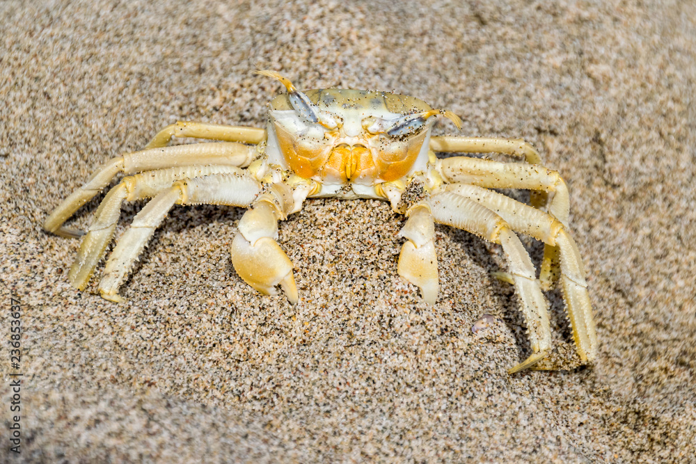 Sand crab blue eyes Patara Turkey