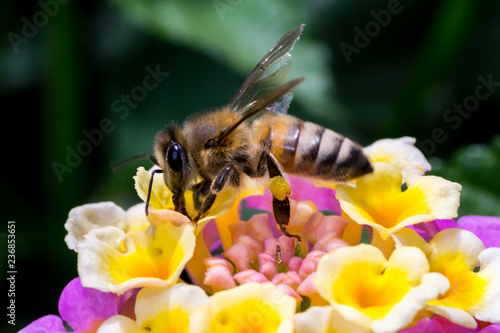 Bee on white pink and yellow flower 