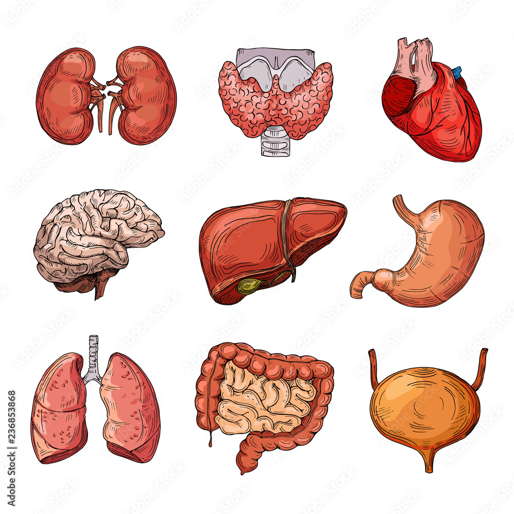 Human internal organs. Cartoon brain and heart, liver and kidneys