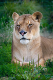 Lioness laying down