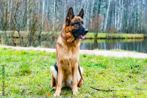 Old German Shepherd Dog Sitting on the Pond. Harmonious relationship with the dog  education and training.