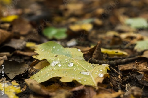 Leaves in the grass covered by rain. Slovakia