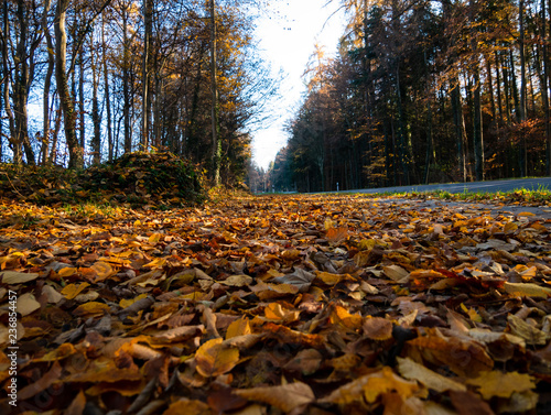 Image of colorful autumn leaf in the forest with sun light