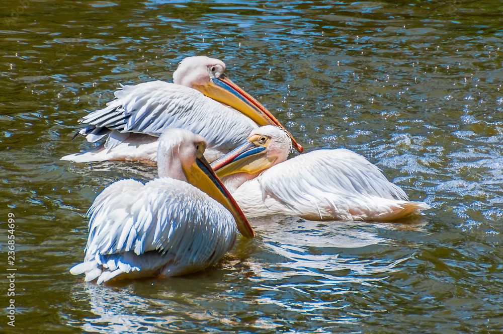 Three white pelicans swimming in lake Three white pelicans swimming in lake