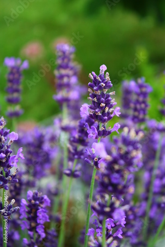 lavender field