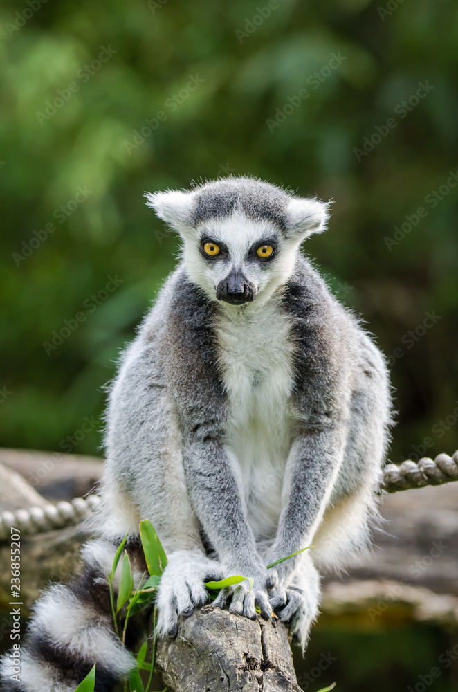 Obraz premium ring tailed lemur on branch of tree