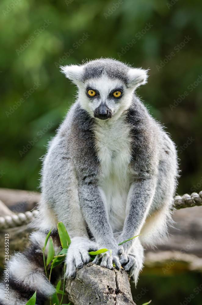 Obraz premium ring tailed lemur on branch of tree