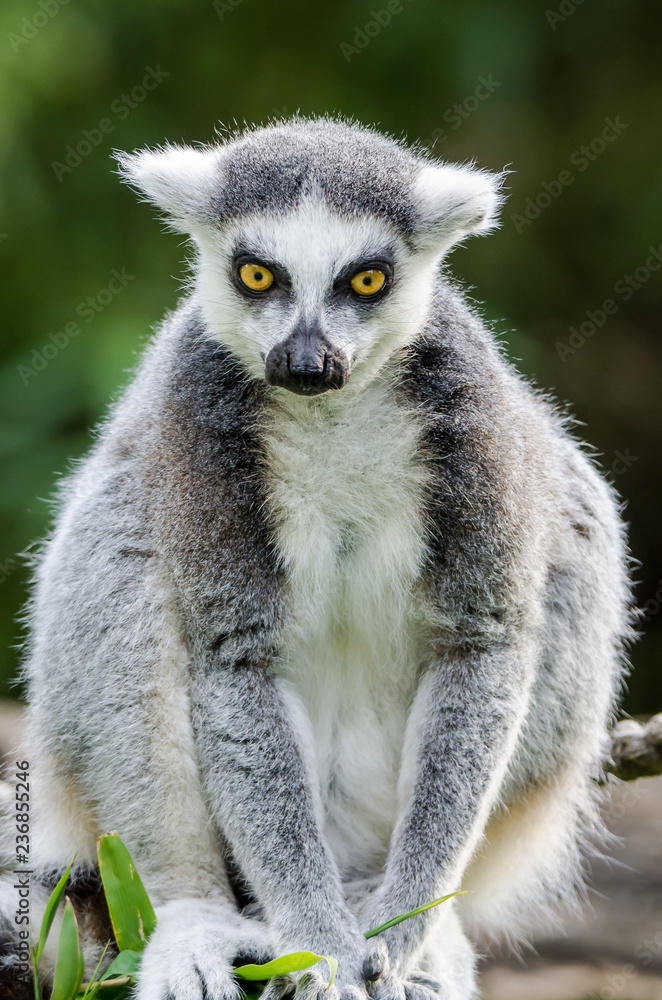 ring tailed lemur on branch of a tree ring tailed lemur on branch of a tree