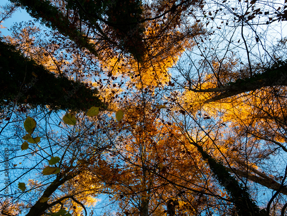 Naklejka premium Image of bottom up view along trees