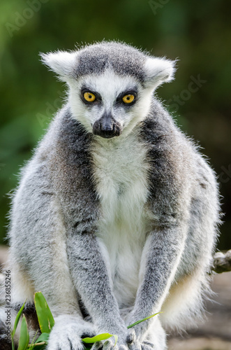 ring tailed lemur on branch of a tree © Deepak