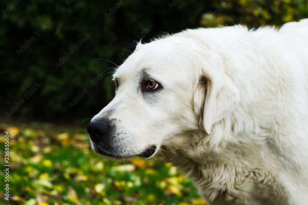 Slovak Chuvach dog in the garden. Slovakia Slovak Chuvach dog in the garden. Slovakia
