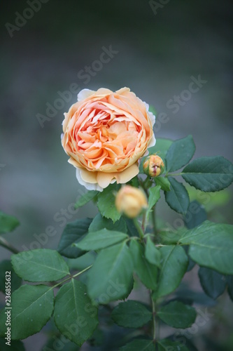 Blossomed rose bush and bud. Close up. Beautiful nature.