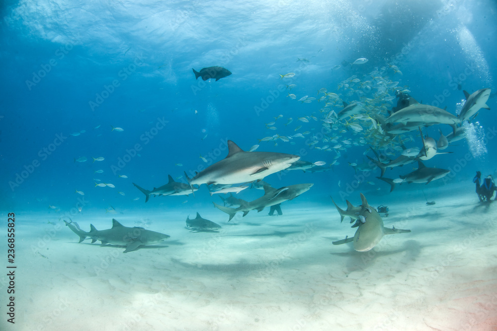 Fototapeta premium Caribbean reef shark at the Bahamas