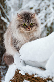 Cute long hair domestic cat in winter.