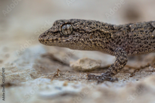 Head of Gecko on light colored rock
