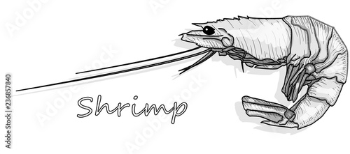 Cooked prawn or tiger shrimp vector illustration isolated on white background as package design element.