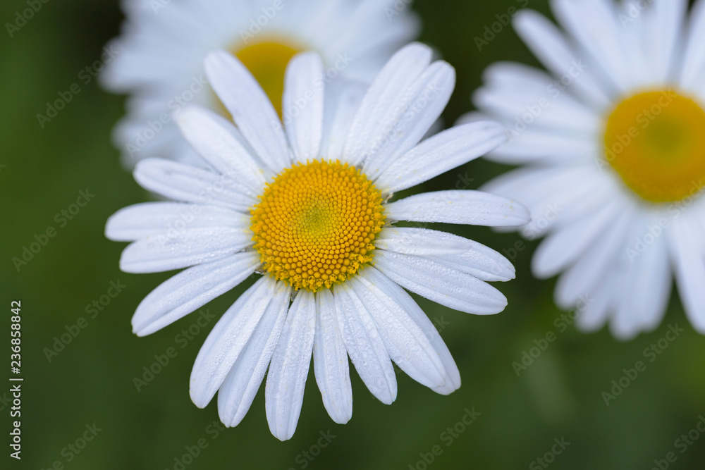 Daisy flower closeup.Beautiful white camomiles in soft focus.Medicinal plant.Present for Mothers Day. Daisy flower closeup.Beautiful white camomiles in soft focus.Medicinal plant.Present for Mothers Day.