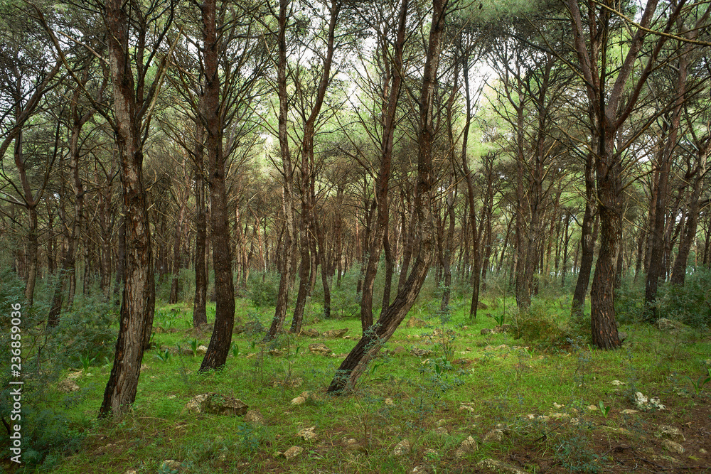 Regional Park of Porto Selvaggio in Salento - Particular - Italy Regional Park of Porto Selvaggio in Salento - Particular - Italy