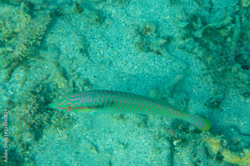 Coral Reef and Tropical Fish underwater world landscape