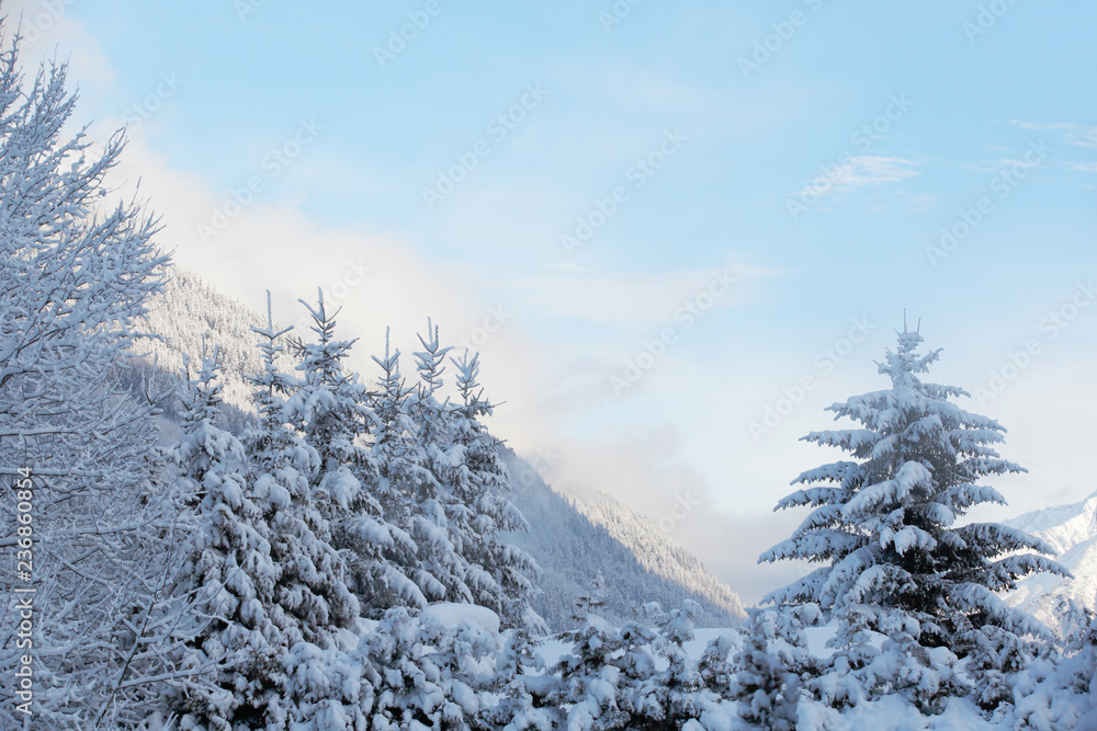 Winter landscape with trees in foreground and view to mountains. New Years background. Winter landscape with trees in foreground and view to mountains. New Years background.