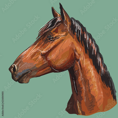 Colorful hand drawing Horse portrait-6