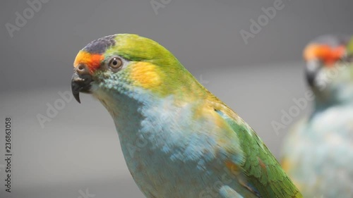 180p 17% slow motion clip of a purple crowned lorikeet at a bird park in new south wales, australia photo