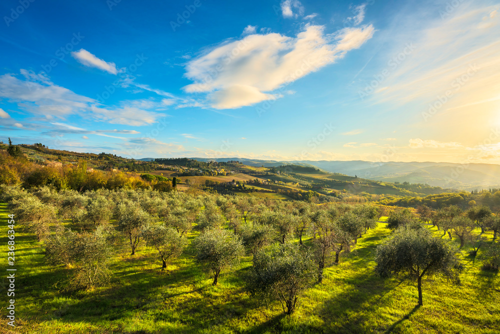 Panzano in Chianti olive trees and vineyard sunset. Tuscany, Italy