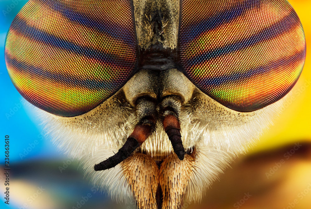 Φωτογραφία Extreme macro portrait of a horsefly taken with two lenses as one lens, stacked from many shots into one very sharp photo