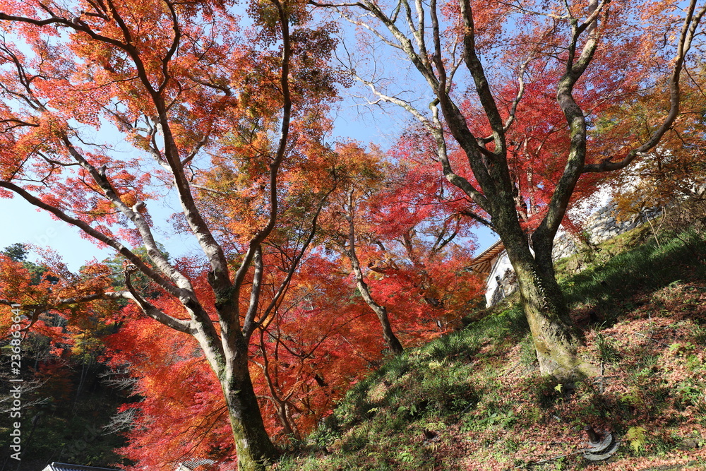 奈良県　長谷寺の紅葉