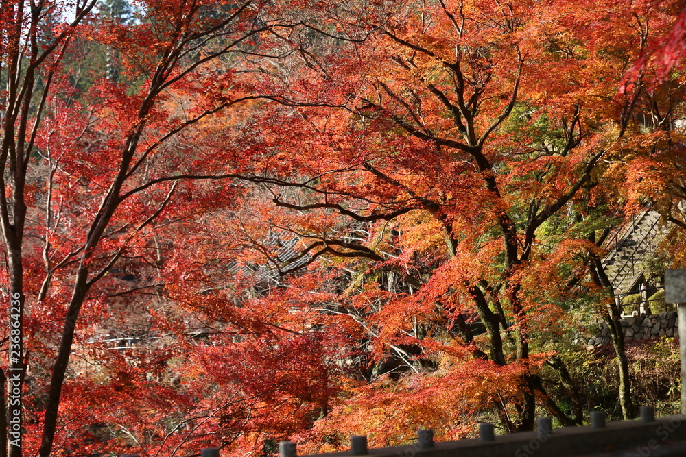 奈良県　長谷寺の紅葉