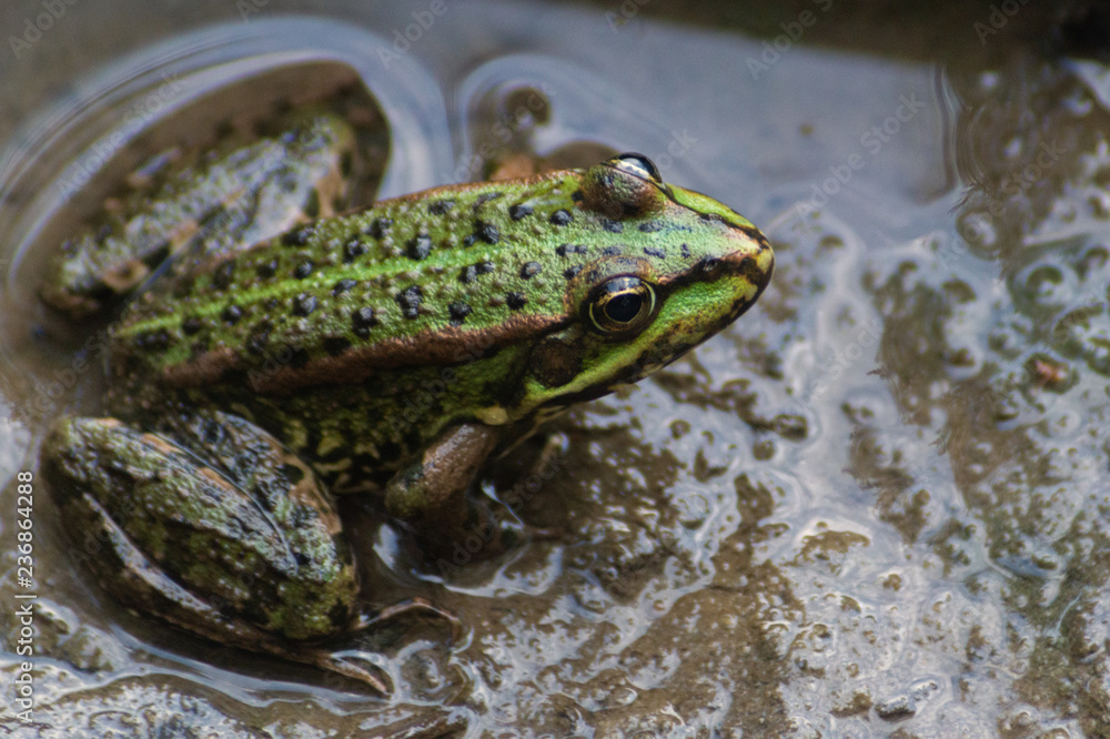 Green littlefrog sitting in the mud in the water Green littlefrog sitting in the mud in the water